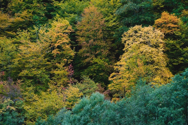 Outono colorido na floresta