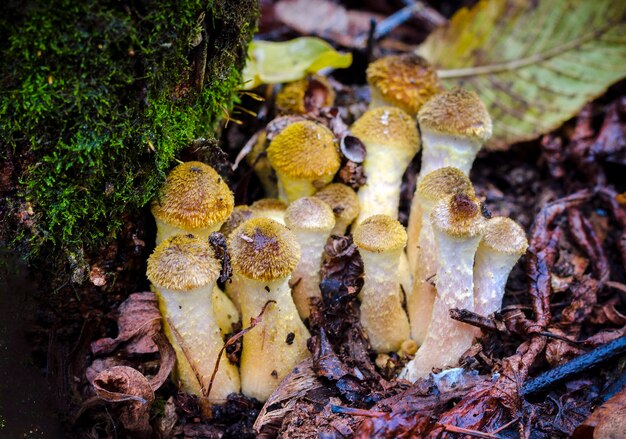 Outono, comestíveis, cogumelos da floresta Cogumelos com mel, Armillaria mellea, na floresta