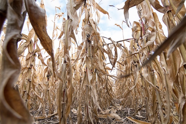 Outono de campo de milho Campo agrícola com outono de milho