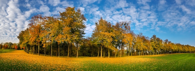 Outono de folhas amarelas, prado no parque de outono, panorama