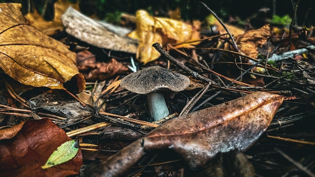 Foto outono de outono da floresta de cogumelos de fungos