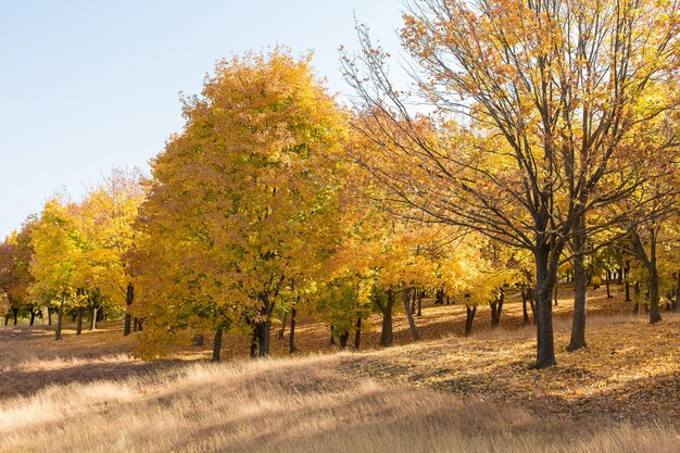 Outono dourado de árvores de bordo no parque