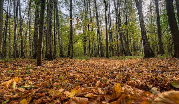 Outono dourado na floresta, árvores amarelas e vermelhas em um dia claro.