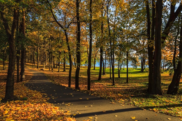 Outono dourado no parque da cidade, com luz solar e raios solares.