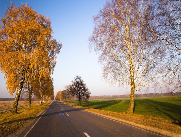 Outono e árvore na estrada