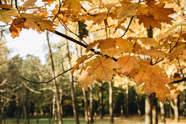 Outono e composição de outono. bela paisagem com folhas de bordo amarelas e laranja