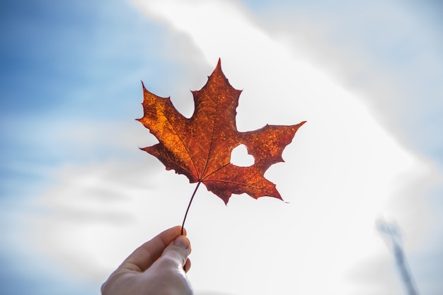 Outono e outono temporada conceito, closeup de mão segurando uma folha de bordo cortada como coração em dia ensolarado.