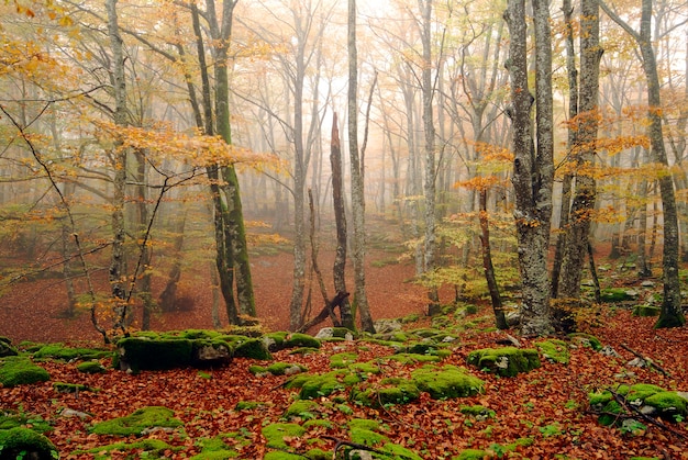 Outono em uma floresta de faias na Floresta Irati. Navarre. Espanha