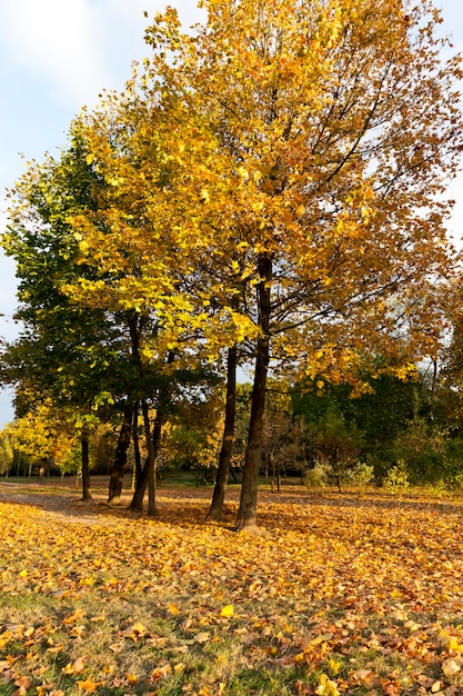Outono europeu em um parque da cidade com árvores mudando de cor, estações específicas e especiais