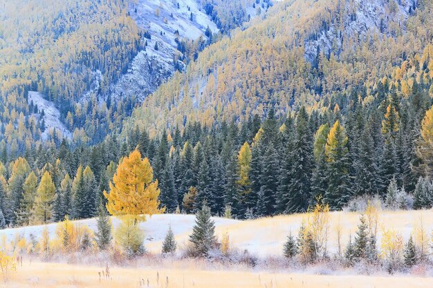 Outono floresta geada neve Altai paisagem bela natureza