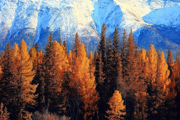 outono floresta montanhas panorama, paisagem árvores, natureza amarela temporada