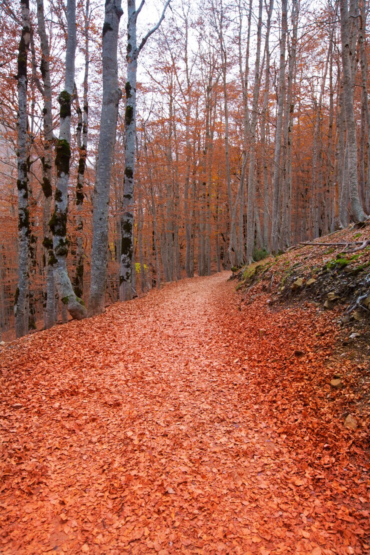 Foto outono floresta nos pirenéus valle de ordesa huesca espanha