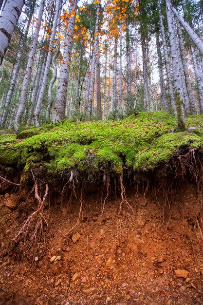 Outono floresta nos Pirenéus Valle de Ordesa Huesca Espanha