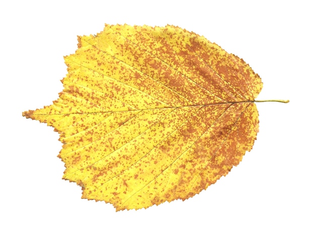 Outono folha amarela de amieiro preto isolado no branco
