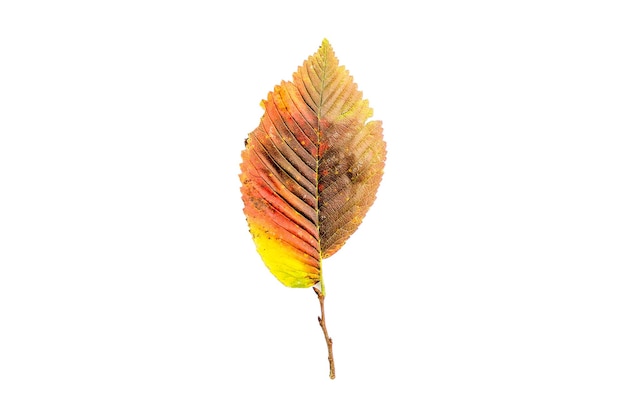 Outono folha amarelada. isolado no fundo branco