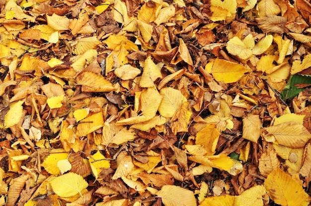 Outono. Folhas amarelas caídas no chão. Fundo, textura, design, papel de parede.