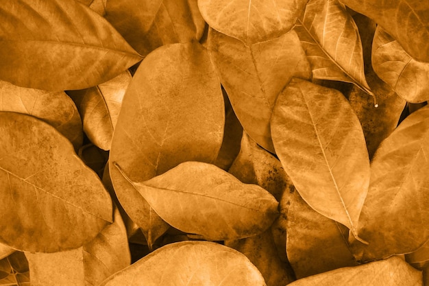 Foto outono folhas douradas de fundo