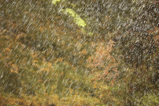 Outono fundo abstrato chuva deixa parque de papel de parede