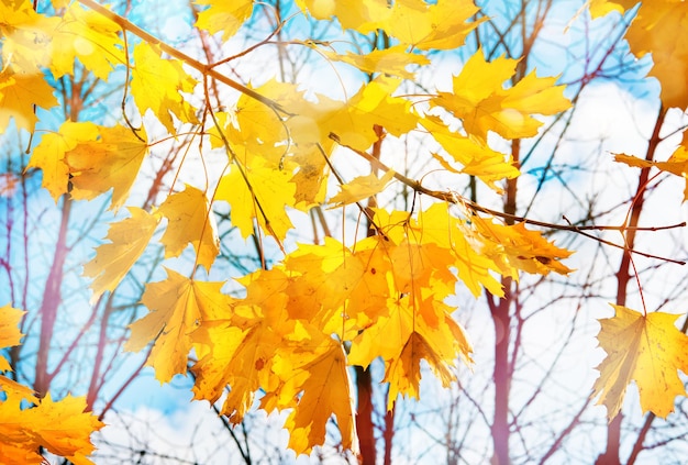 Outono fundo de natureza com ramos de maple
