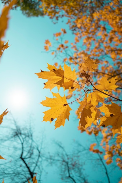 Outono humor folha de bordo cair folhas amarelas caídas