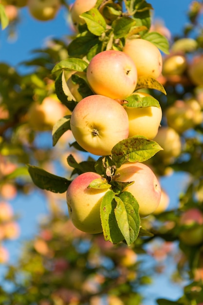 Outono. Jardinagem e colheita. É hora de colher. Fazenda ou jardim de colheitas de maçã orgânica. Época de colheita de outono. Conceito de colheita. Frutos maduros de maçãs no dia ensolarado de fundo de céu de ramo.