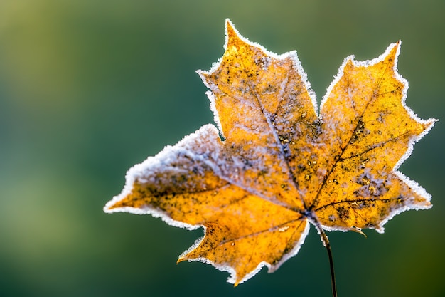 Outono laranja sazonal com geada em torno das curvas, simbolizando o inverno.