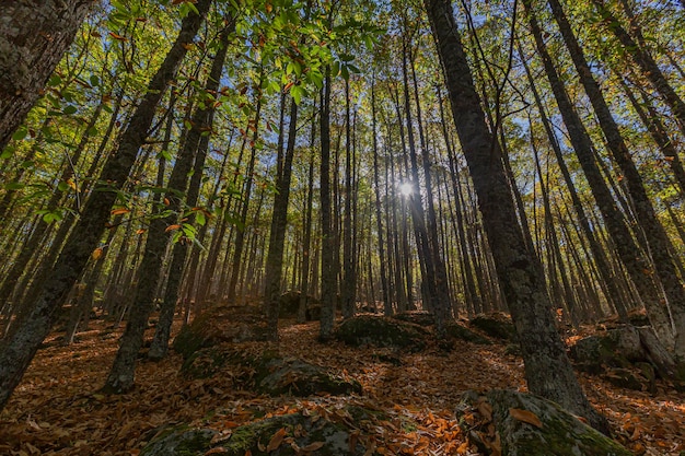 Outono na antiga floresta de castanheiros da cidade de Tiemblo na província de Ávila Comunidade Autônoma de Castilla y Leon Espanha