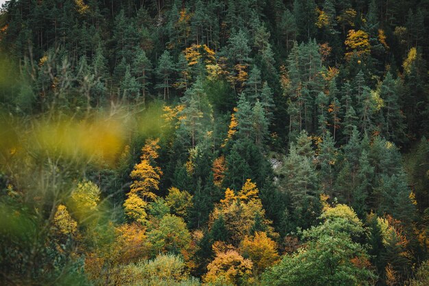 Outono na floresta da montanha