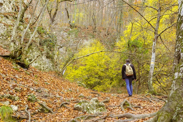 Outono natureza paisagem árvores em uma floresta