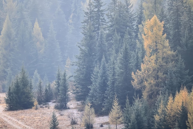 outono nevoeiro paisagem montanhas florestais, árvores vista névoa