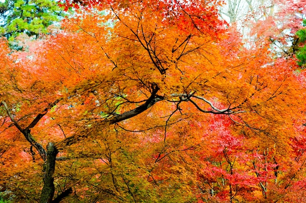 Outono no Japão, folhas de plátano coloridas