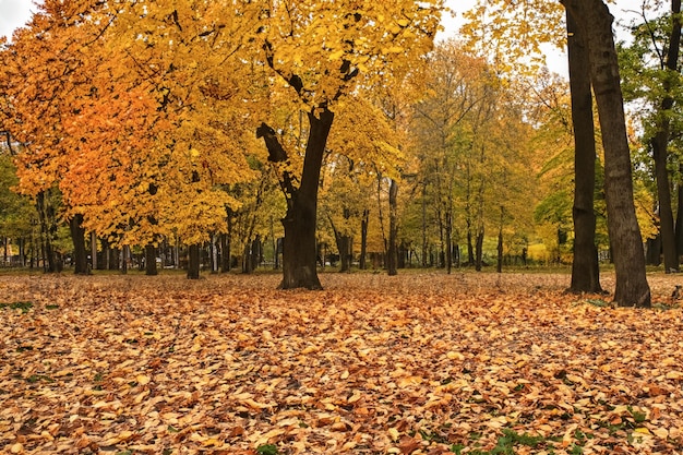 Outono no parque folhas amarelas em árvores e no chão Parque da cidade de outono contra o fundo das folhas de outono Bela paisagem