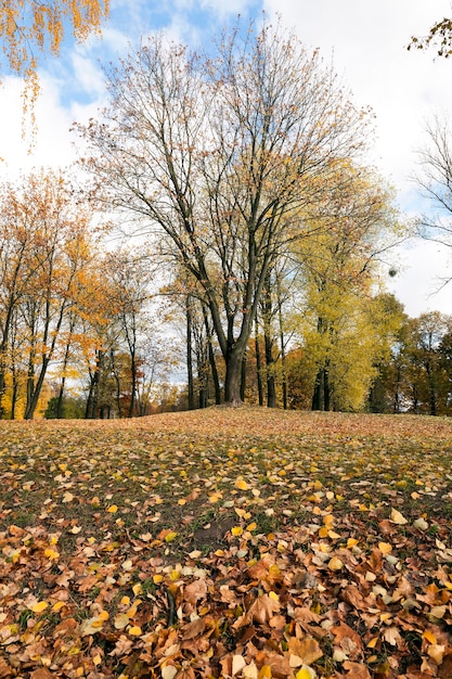 Outono no parque - fotografou árvores e folhagens no outono, o local - um parque,