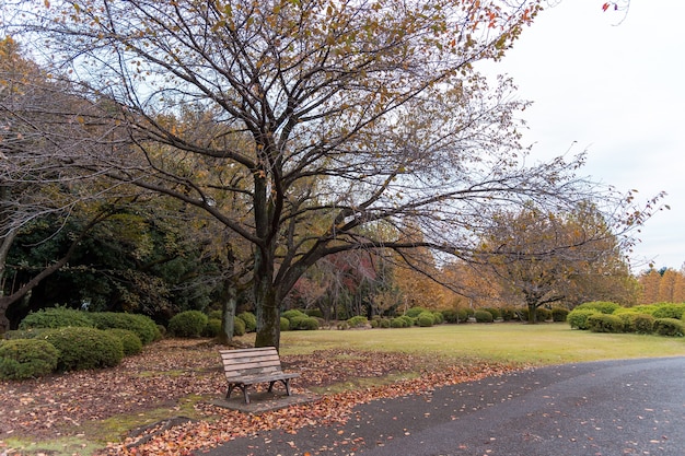 Outono no parque shinjuku, tóquio, japão