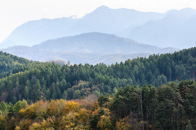 Outono paisagem de montanha de floresta