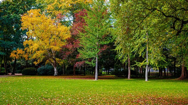 Foto outono paisagem de outono árvore com folhas coloridas
