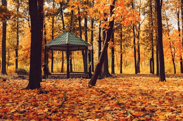 Outono paisagem ensolarada.