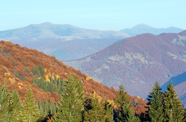 Outono paisagem montanhosa enevoada com árvores coloridas na encosta e abetos com cones na frente.