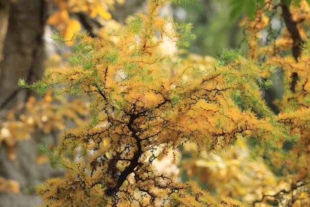 outono ramo amarelo de abeto thuja