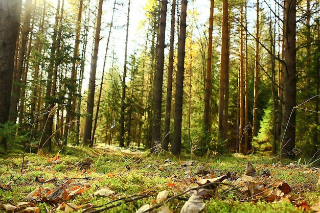 outono taiga floresta paisagem, natureza vista outono nas montanhas