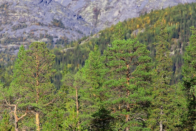 outono taiga floresta paisagem, natureza vista outono nas montanhas