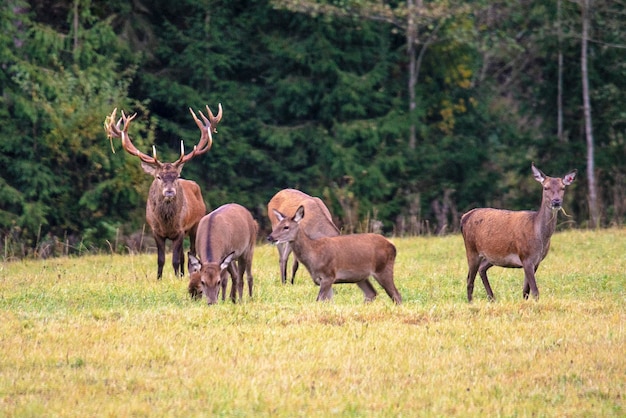 Outono um cervo orgulhoso guarda seu rebanho de quatro namoradas