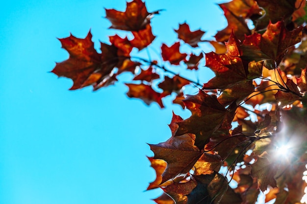 Outono vermelho com folhas de bordo amarelas contra o céu azul