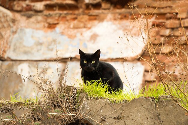 Outro retrato de um gato de rua sem-abrigo