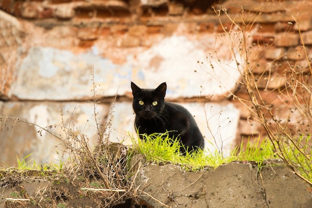 Outro retrato de um gato de rua sem-teto