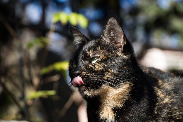 Outro retrato de um gato de rua sem-teto