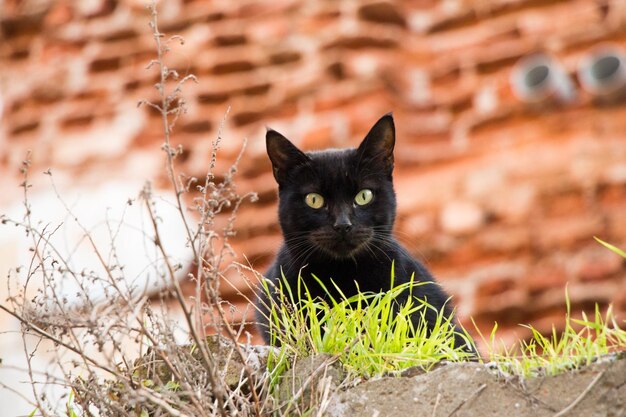 Outro retrato do gato de rua sem-teto