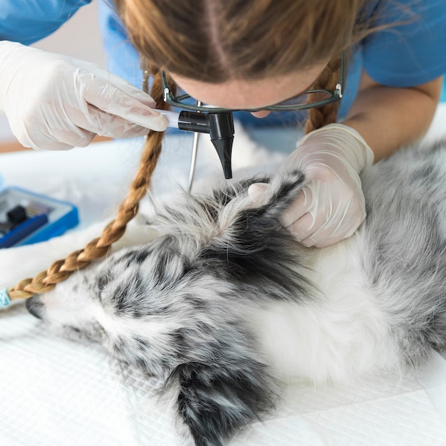 Foto ouvido do cão jovem veterinário examinando com otoscópio na clínica do animal de estimação