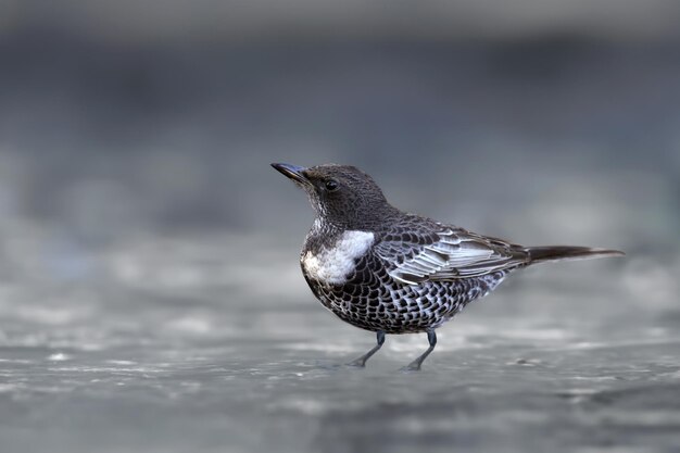 Foto ouzel anillo adulto turdus torquatus disparado de cerca sentado en el suelo en diferentes tipos de fondo