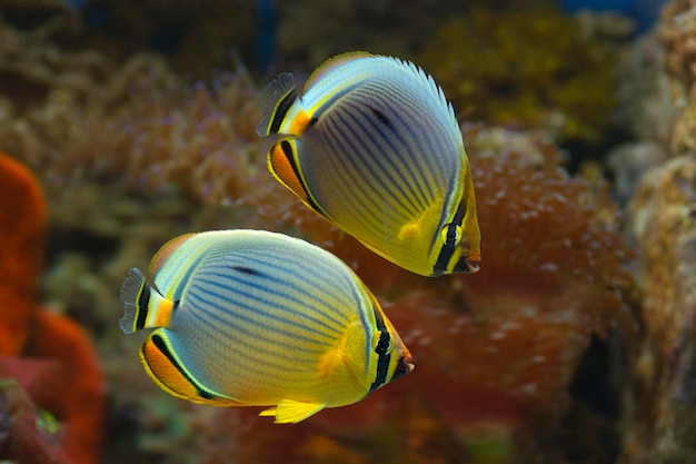 Ovaler Rotflossen-Falterfisch Chaetodon lunulatus